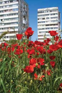 Having a (Seed) Ball: An Interview with Tommy W. Wilson, Founder of Bomb the Blight Image
